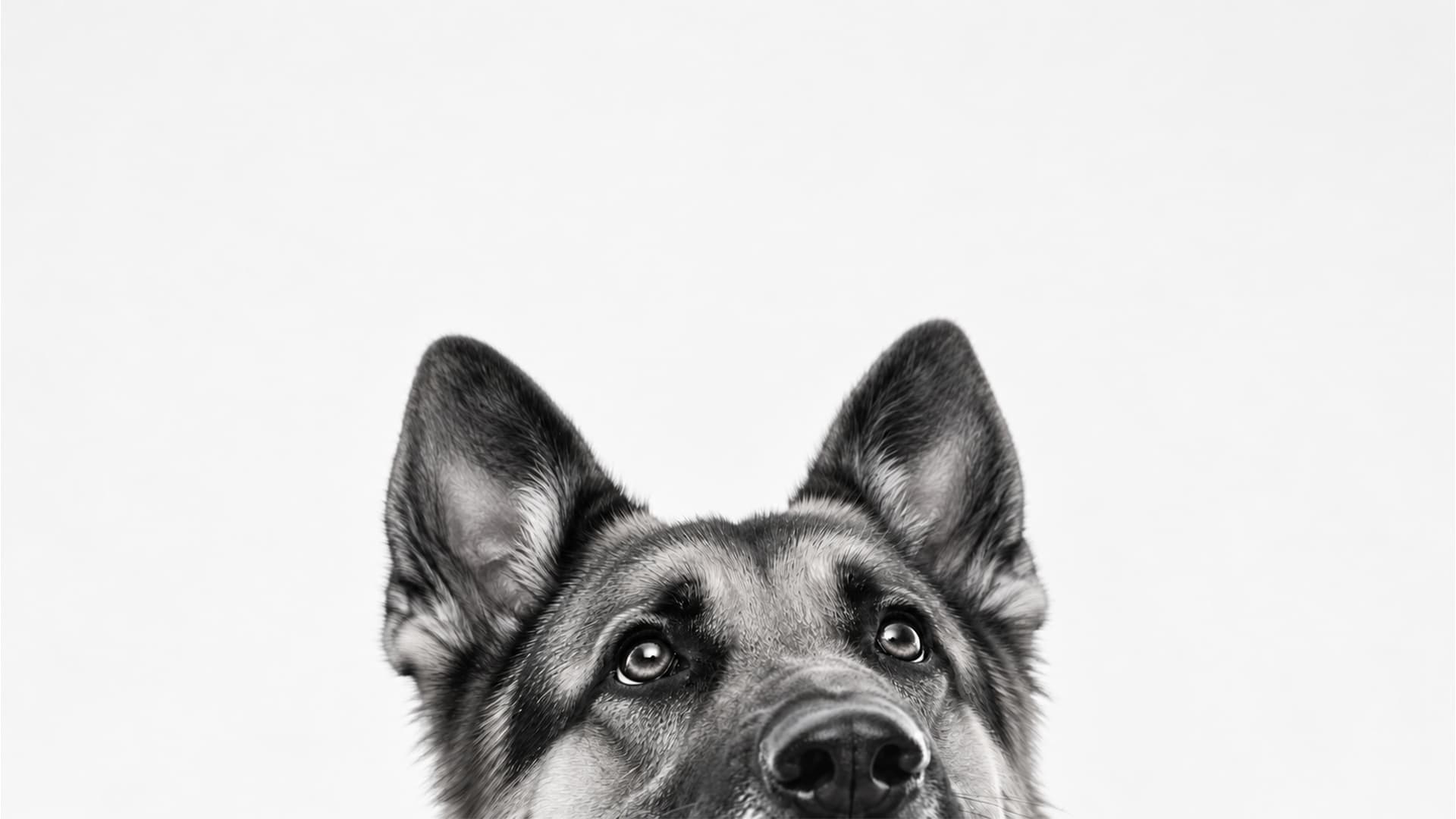 Your Neighbour’s Dog Bites You. Who Pays?